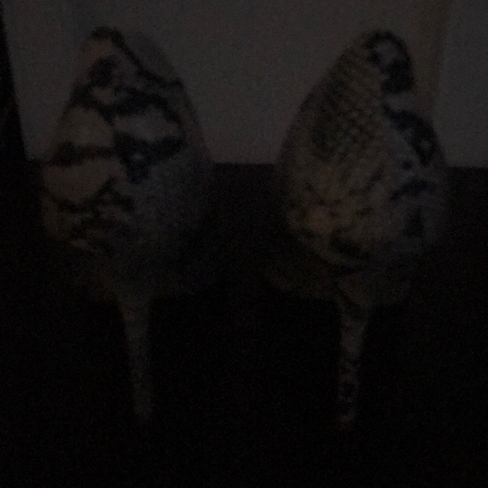 Beige-Python Pumps - Picture 4 of 5